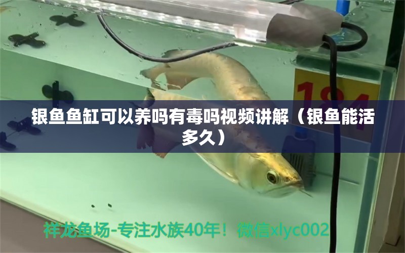 銀魚魚缸可以養(yǎng)嗎有毒嗎視頻講解（銀魚能活多久）