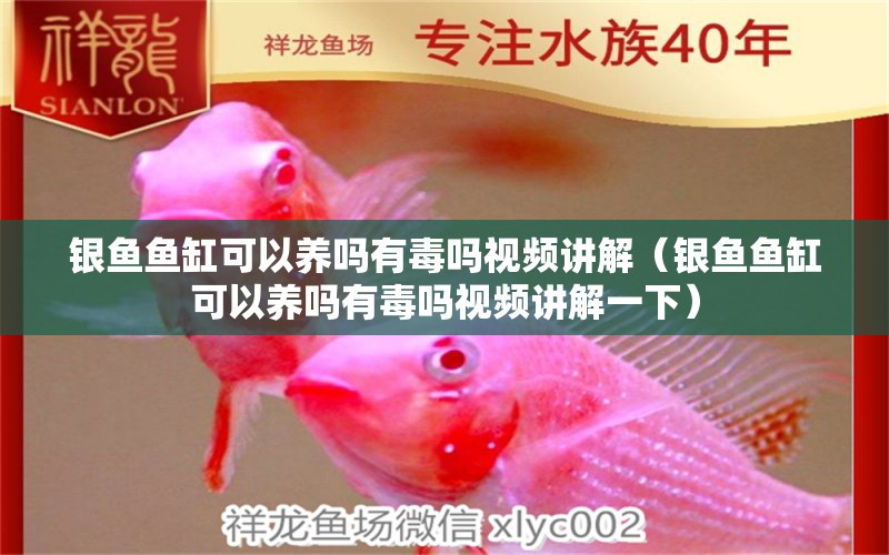 銀魚魚缸可以養(yǎng)嗎有毒嗎視頻講解（銀魚魚缸可以養(yǎng)嗎有毒嗎視頻講解一下） 海象魚