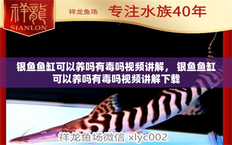 銀魚魚缸可以養(yǎng)嗎有毒嗎視頻講解， 銀魚魚缸可以養(yǎng)嗎有毒嗎視頻講解下載 泰國虎魚