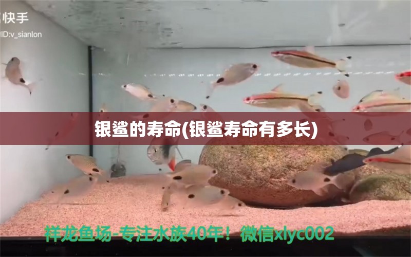 銀鯊的壽命(銀鯊壽命有多長) 觀賞魚 第1張