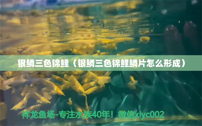 銀鱗三色錦鯉（銀鱗三色錦鯉鱗片怎么形成） 三色錦鯉魚