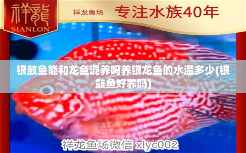 銀鼓魚能和龍魚混養(yǎng)嗎養(yǎng)銀龍魚的水溫多少(銀鼓魚好養(yǎng)嗎) 銀龍魚