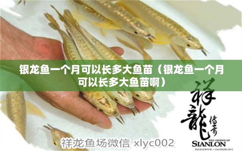 銀龍魚一個月可以長多大魚苗（銀龍魚一個月可以長多大魚苗?。? title=