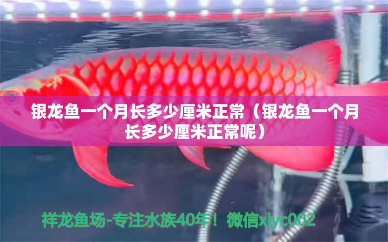 銀龍魚一個月長多少厘米正常（銀龍魚一個月長多少厘米正常呢）