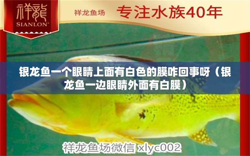 銀龍魚一個(gè)眼睛上面有白色的膜咋回事呀（銀龍魚一邊眼睛外面有白膜）