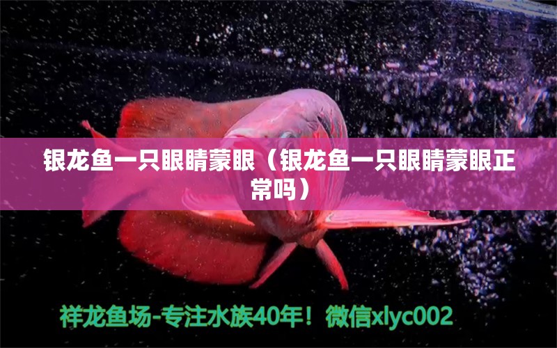 銀龍魚一只眼睛蒙眼（銀龍魚一只眼睛蒙眼正常嗎）