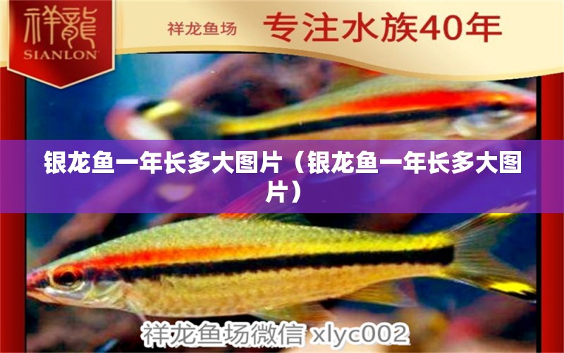 銀龍魚一年長多大圖片（銀龍魚一年長多大圖片） 小型觀賞魚