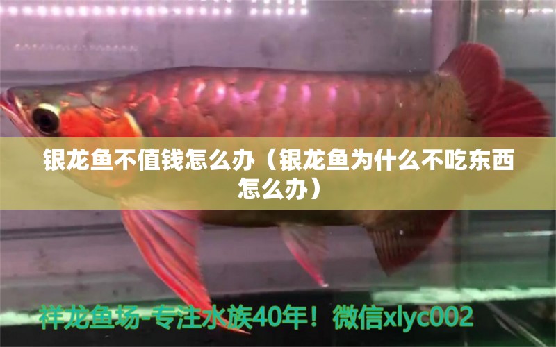 銀龍魚不值錢怎么辦（銀龍魚為什么不吃東西怎么辦）