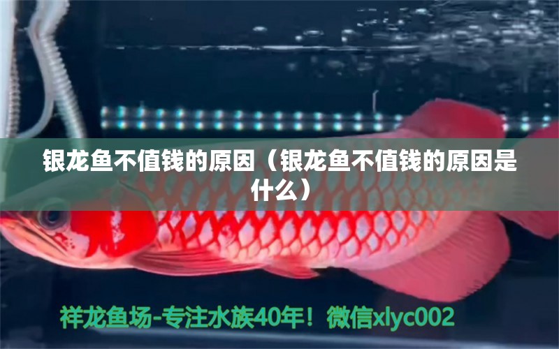 銀龍魚不值錢的原因（銀龍魚不值錢的原因是什么）