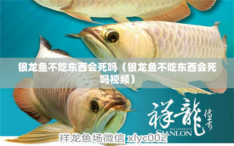 銀龍魚不吃東西會死嗎（銀龍魚不吃東西會死嗎視頻） 銀龍魚