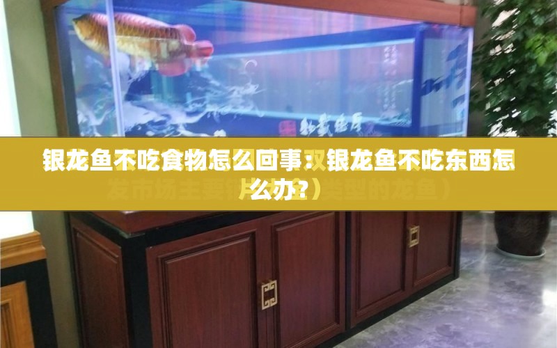 銀龍魚不吃食物怎么回事：銀龍魚不吃東西怎么辦？ 水族問答 第1張