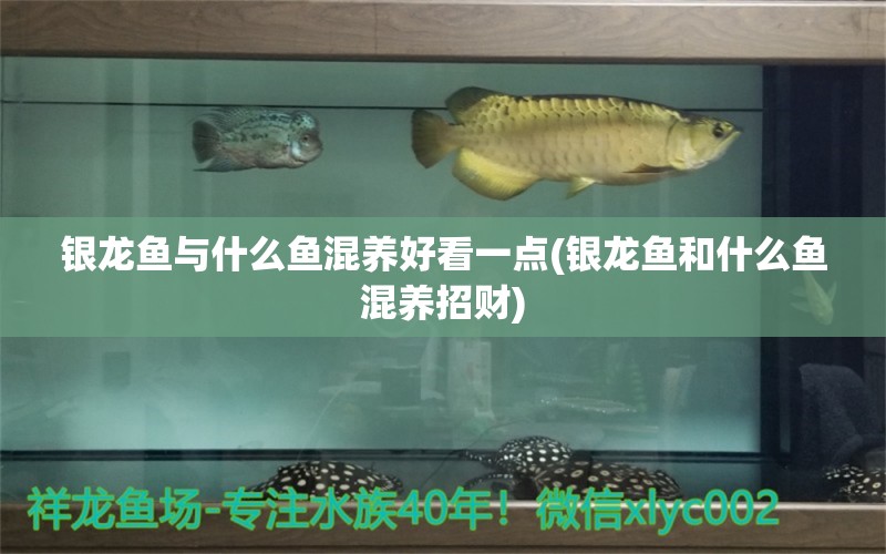 銀龍魚(yú)與什么魚(yú)混養(yǎng)好看一點(diǎn)(銀龍魚(yú)和什么魚(yú)混養(yǎng)招財(cái)) 銀龍魚(yú)