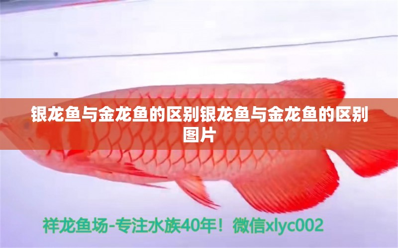 銀龍魚與金龍魚的區(qū)別銀龍魚與金龍魚的區(qū)別圖片 銀龍魚