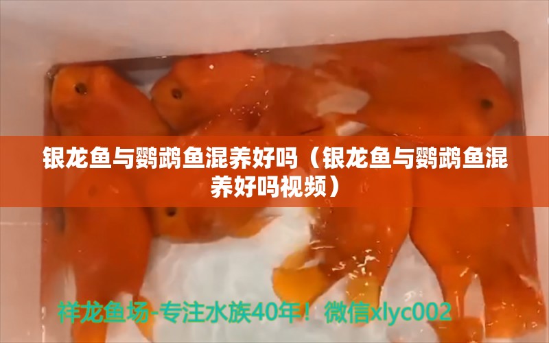 銀龍魚與鸚鵡魚混養(yǎng)好嗎（銀龍魚與鸚鵡魚混養(yǎng)好嗎視頻） 鸚鵡魚