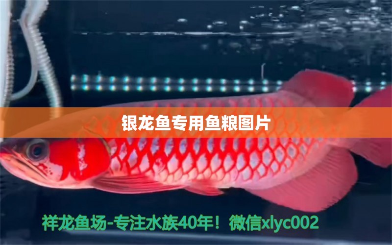 銀龍魚專用魚糧圖片 銀龍魚