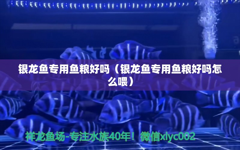 銀龍魚專用魚糧好嗎（銀龍魚專用魚糧好嗎怎么喂） 銀龍魚