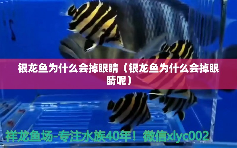 銀龍魚為什么會掉眼睛（銀龍魚為什么會掉眼睛呢）