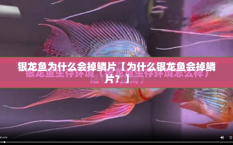 銀龍魚為什么會(huì)掉鱗片【為什么銀龍魚會(huì)掉鱗片？】 水族問答 第1張