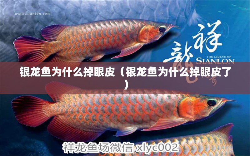 銀龍魚為什么掉眼皮（銀龍魚為什么掉眼皮了）