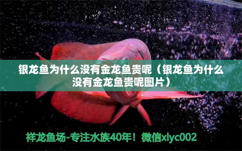 銀龍魚為什么沒(méi)有金龍魚貴呢（銀龍魚為什么沒(méi)有金龍魚貴呢圖片） 銀龍魚