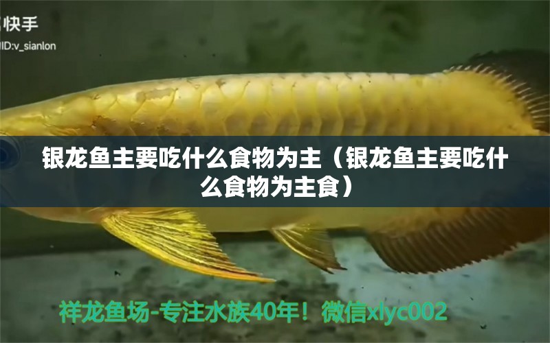 銀龍魚主要吃什么食物為主（銀龍魚主要吃什么食物為主食）