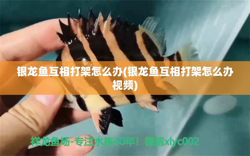 銀龍魚互相打架怎么辦(銀龍魚互相打架怎么辦視頻) 銀龍魚百科 第1張