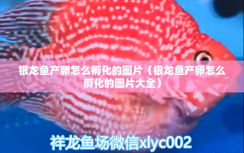 銀龍魚產(chǎn)卵怎么孵化的圖片（銀龍魚產(chǎn)卵怎么孵化的圖片大全）