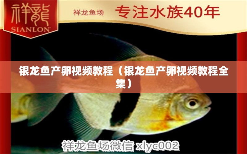 銀龍魚產(chǎn)卵視頻教程（銀龍魚產(chǎn)卵視頻教程全集）