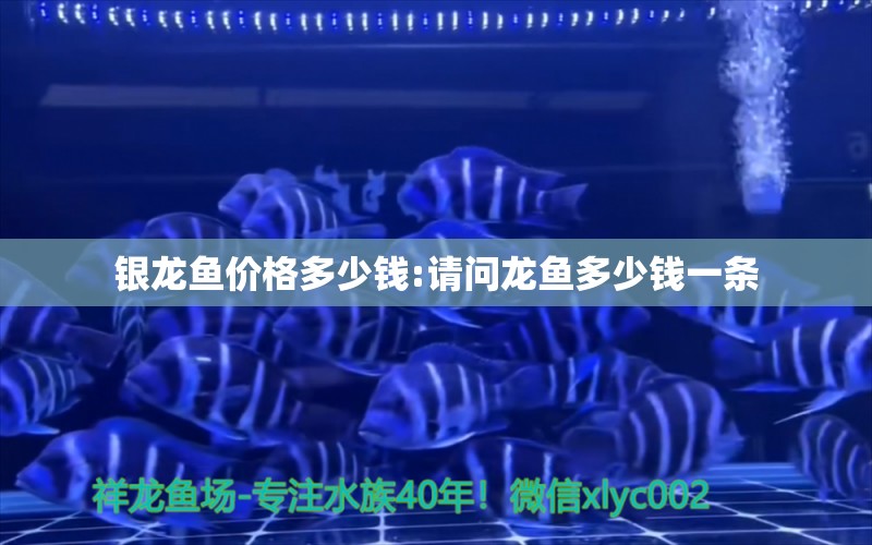 銀龍魚價(jià)格多少錢:請(qǐng)問(wèn)龍魚多少錢一條