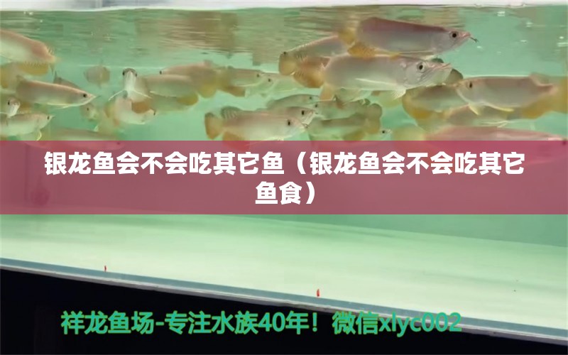 銀龍魚(yú)會(huì)不會(huì)吃其它魚(yú)（銀龍魚(yú)會(huì)不會(huì)吃其它魚(yú)食） 赤焰中國(guó)虎魚(yú)