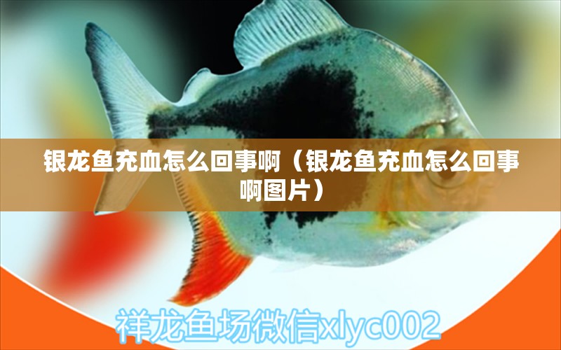 銀龍魚充血怎么回事?。ㄣy龍魚充血怎么回事啊圖片） 銀龍魚