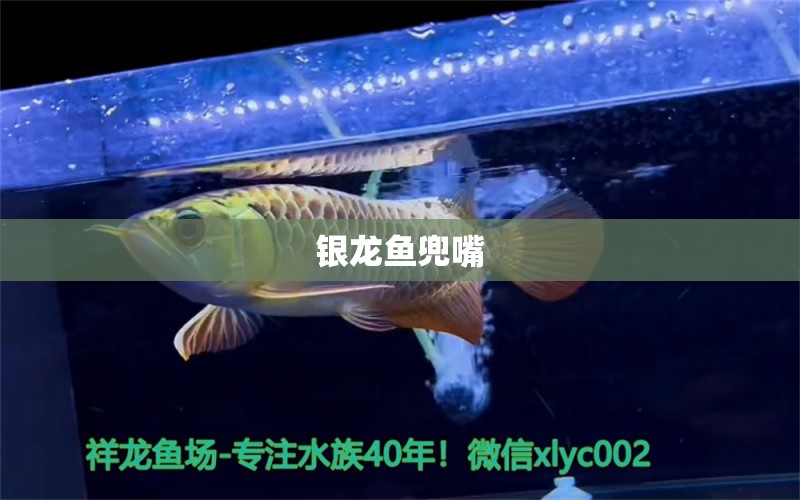 銀龍魚(yú)兜嘴 銀龍魚(yú)