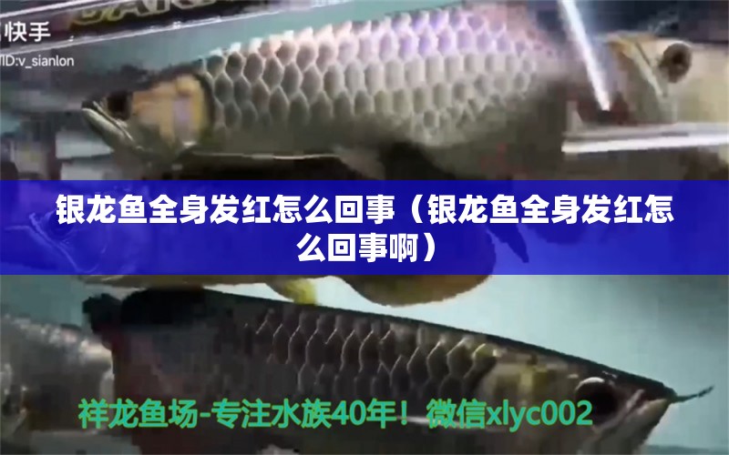 銀龍魚全身發(fā)紅怎么回事（銀龍魚全身發(fā)紅怎么回事?。? title=