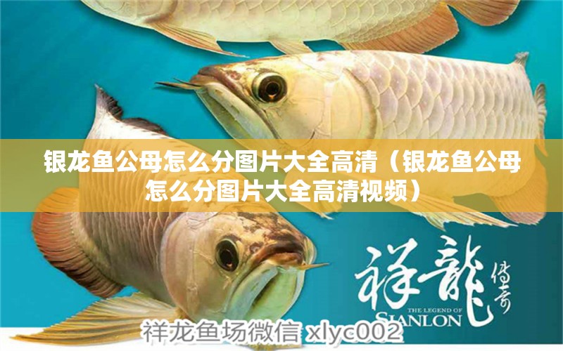 銀龍魚(yú)公母怎么分圖片大全高清（銀龍魚(yú)公母怎么分圖片大全高清視頻）