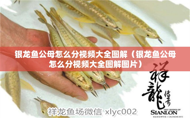 銀龍魚公母怎么分視頻大全圖解（銀龍魚公母怎么分視頻大全圖解圖片） 銀龍魚