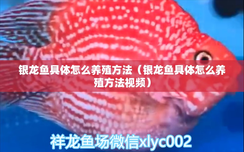 銀龍魚具體怎么養(yǎng)殖方法（銀龍魚具體怎么養(yǎng)殖方法視頻） 銀龍魚