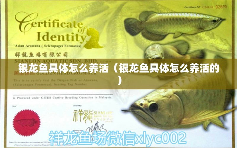 銀龍魚具體怎么養(yǎng)活（銀龍魚具體怎么養(yǎng)活的）