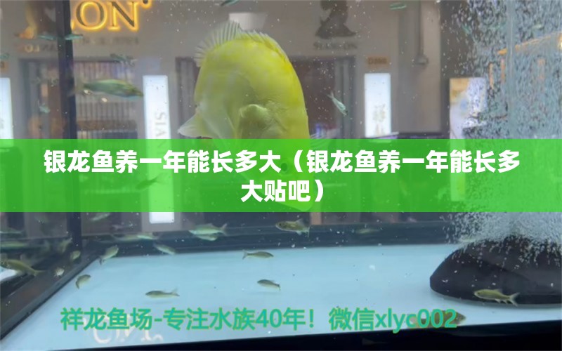 銀龍魚養(yǎng)一年能長多大（銀龍魚養(yǎng)一年能長多大貼吧）