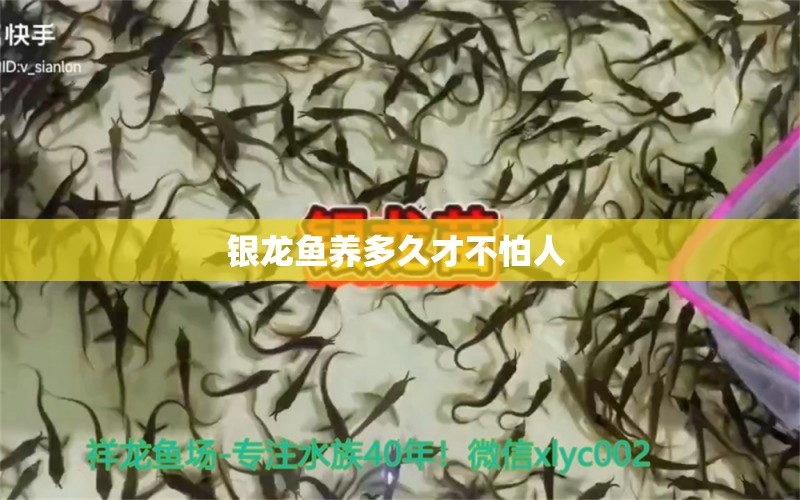 銀龍魚(yú)養(yǎng)多久才不怕人  銀龍魚(yú)