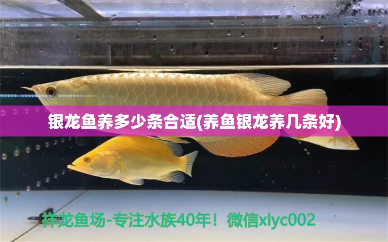 銀龍魚養(yǎng)多少條合適(養(yǎng)魚銀龍養(yǎng)幾條好)