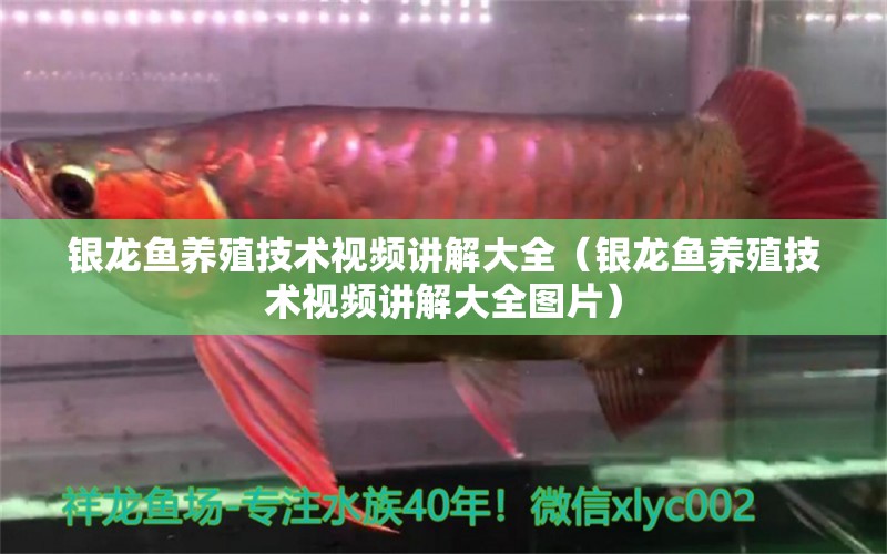 銀龍魚養(yǎng)殖技術(shù)視頻講解大全（銀龍魚養(yǎng)殖技術(shù)視頻講解大全圖片） 銀龍魚