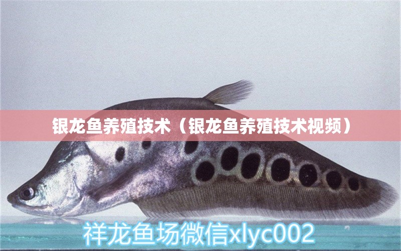 銀龍魚養(yǎng)殖技術(shù)（銀龍魚養(yǎng)殖技術(shù)視頻）