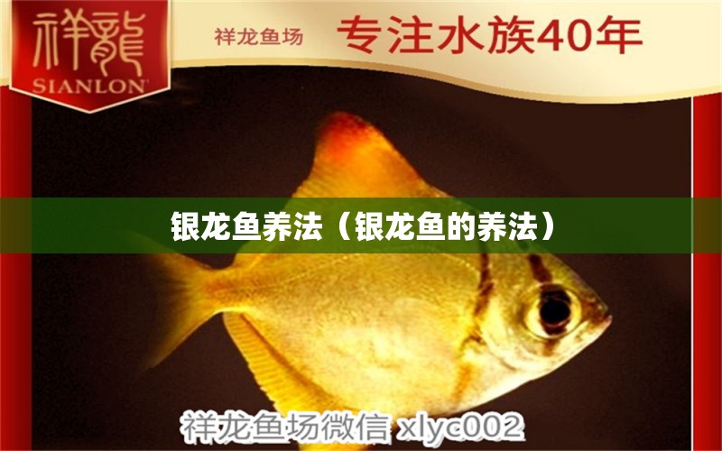 銀龍魚養(yǎng)法（銀龍魚的養(yǎng)法）