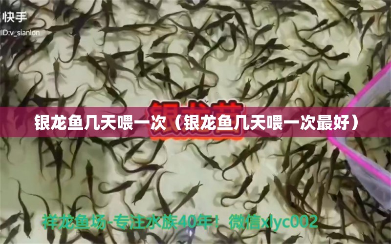 銀龍魚(yú)幾天喂一次（銀龍魚(yú)幾天喂一次最好）