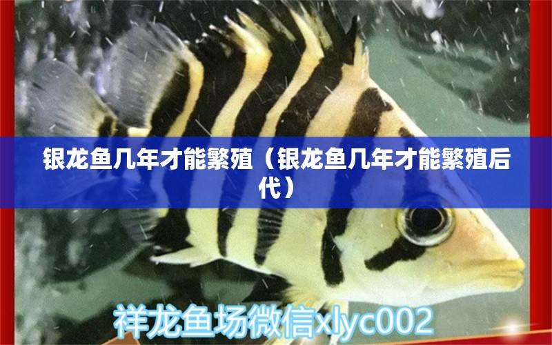 銀龍魚幾年才能繁殖（銀龍魚幾年才能繁殖后代） 銀龍魚