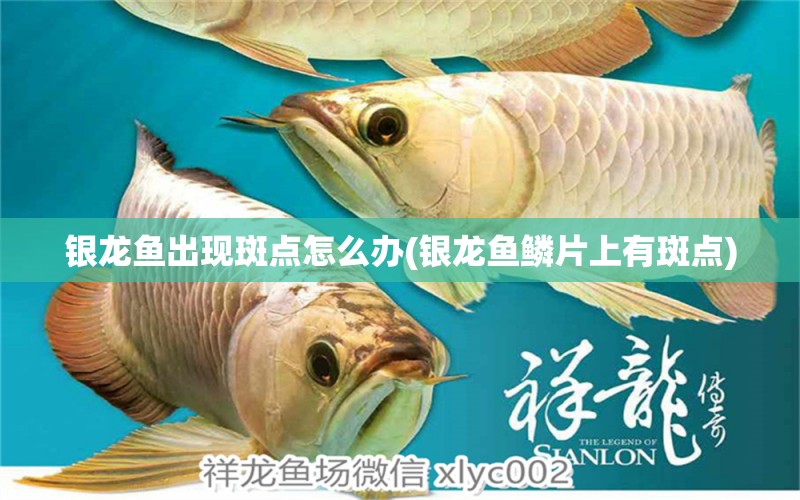 銀龍魚出現(xiàn)斑點怎么辦(銀龍魚鱗片上有斑點) 銀龍魚