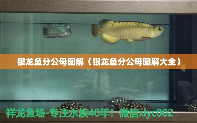 銀龍魚(yú)分公母圖解（銀龍魚(yú)分公母圖解大全） 銀龍魚(yú)