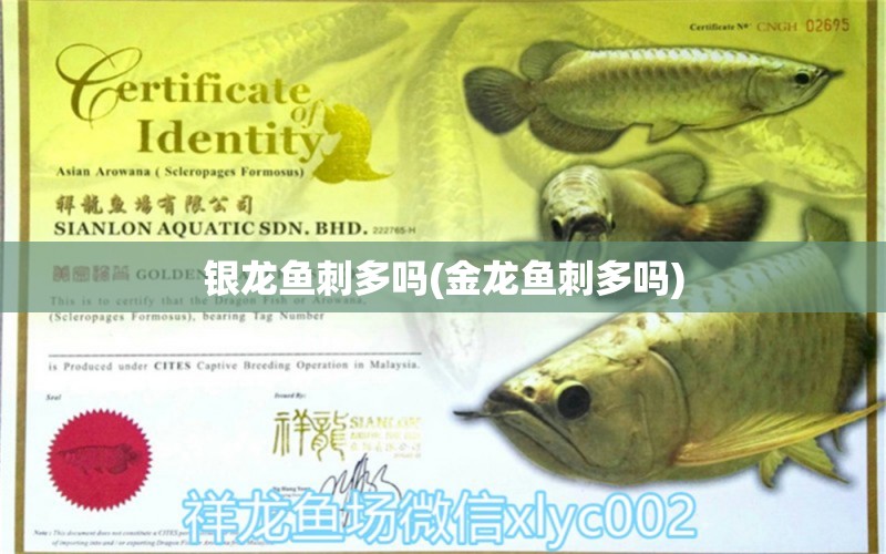 銀龍魚刺多嗎(金龍魚刺多嗎) 銀龍魚