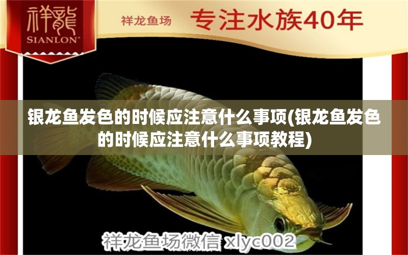 銀龍魚發(fā)色的時(shí)候應(yīng)注意什么事項(xiàng)(銀龍魚發(fā)色的時(shí)候應(yīng)注意什么事項(xiàng)教程)