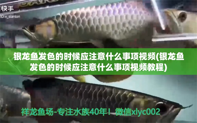 銀龍魚發(fā)色的時候應(yīng)注意什么事項視頻(銀龍魚發(fā)色的時候應(yīng)注意什么事項視頻教程) 銀龍魚